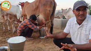 👍Full Milking Video- 5 Star Rathi Breed.👍Handa Dairy Farm 👍(8813854754)👍