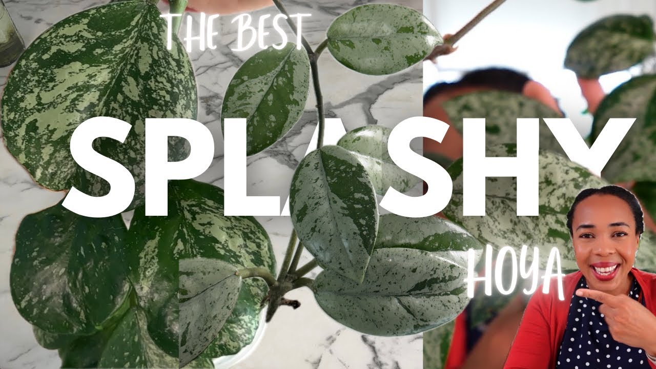 ЛУЧШАЯ ХОЙЯ С ПЛЫШКАМИ | Рейтинг моих серебристых, брызгающих хой