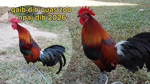 Qaib dib quas zoo heev 2025_2026 5/12/2025