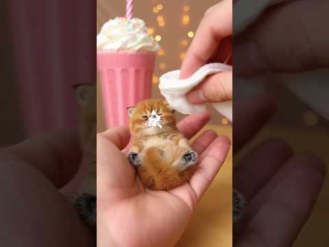 Gato pode tomar milkshake