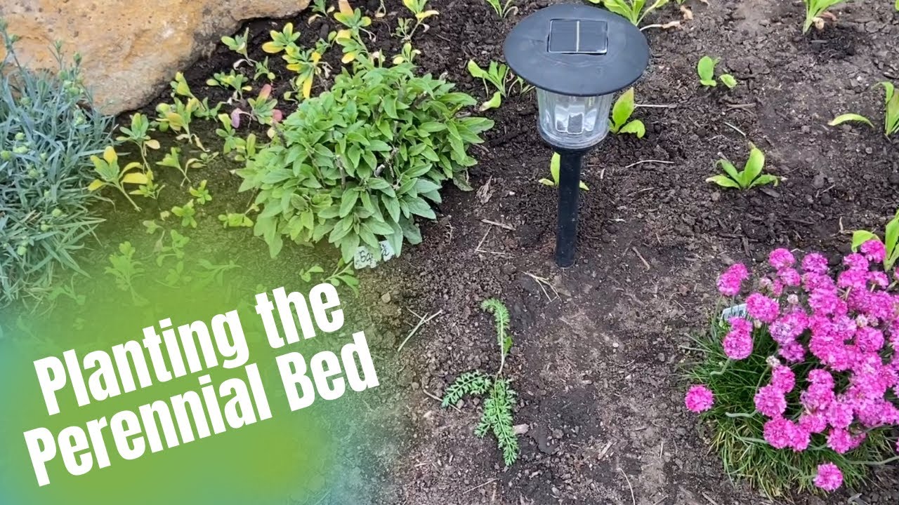 Planting the Perennial Flower Bed YouTube