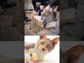 Funny Cat Video 😂😂😂#Shorts#Funkis #fails #memes