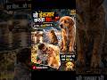 “ये कुत्ता हर दिन खाना उठाकर कहीं ले जाता है… लेकिन खुद नहीं खाता…”#ai