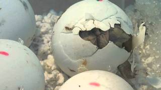 Timelapse Sulcata Tortoise Egg Hatching