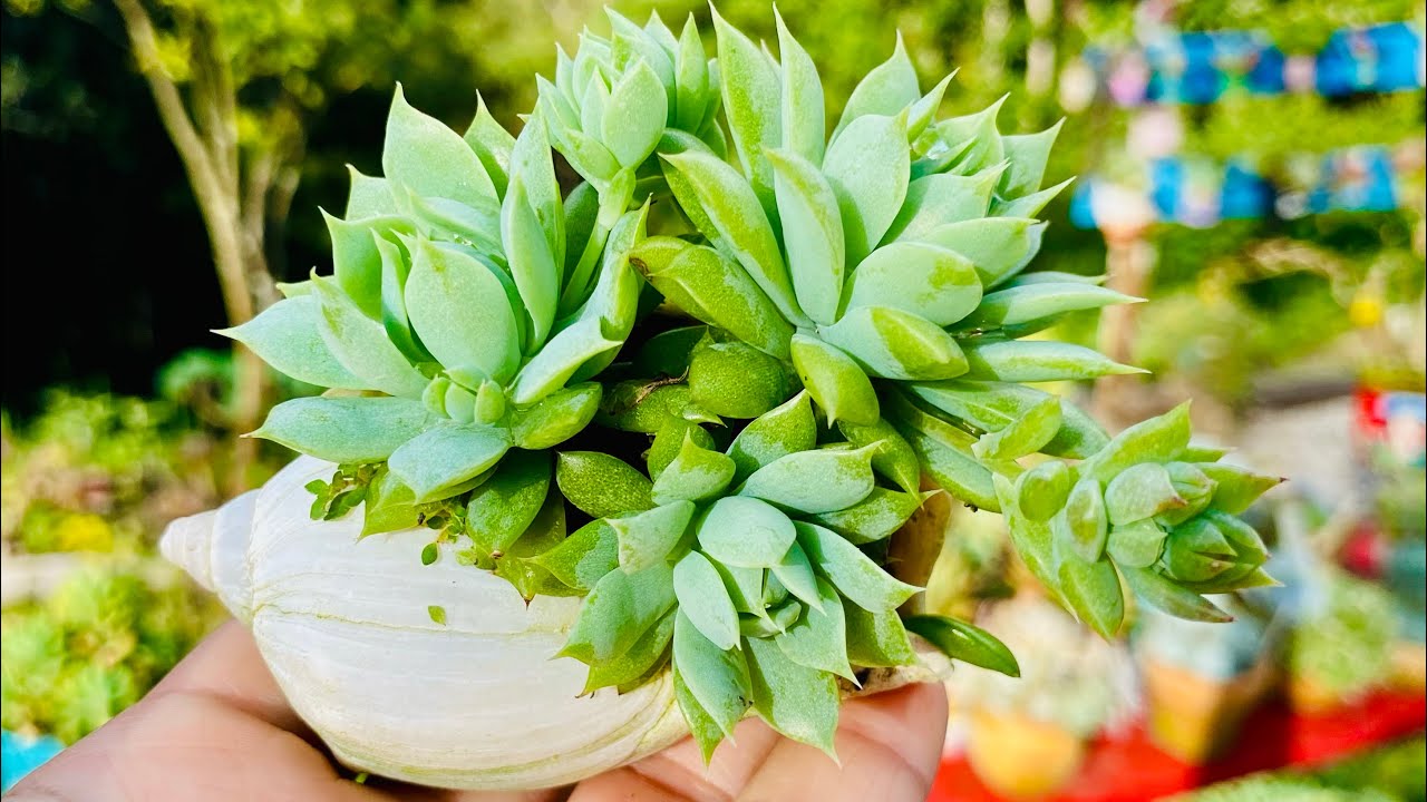 COMO CULTIVAR SUCULENTAS EM MINI VASINHOS/SERÁ QUE DÁ CERTO CULTIVAR SUCULENTAS EM VASO TÃO PEQUENO?