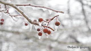 Frozen World Frozen World