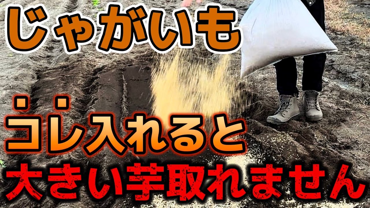 【じゃがいも】コレ入れると小さい芋しか取れなくなる。土作りや追肥の際に気を付けて欲しいNG資材について紹介します