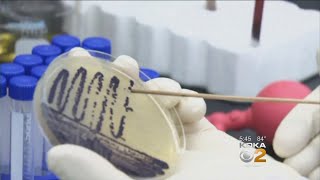 Researchers: Salmonella Strain Could Hold Key To Beating Cancer