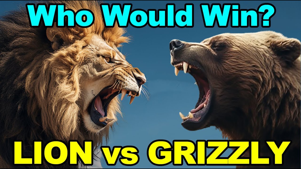 LION vs GRIZZLY BEAR WHO WOULD WIN? Animals Fight Compare YouTube