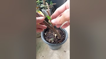 Kỹ thuật ghép cây mãn cầu gai (xiêm) vào gốc cây bình bát - The latest technique of grafting #0374