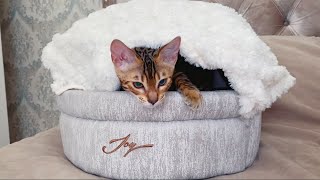 Kitten playing with a bed and a toy mouse