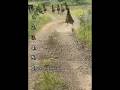 funny animals ranking  🤣#trending #funny #viral #shorts #ranking