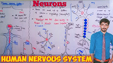 Neuron or Nerve cell (Human Nervous system Divisions) | Biology 10th | Chapter 3 Coordination
