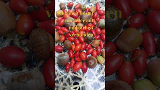 Meine Naturbeute,einer fürn Treppenhaus 1 na for my Table
