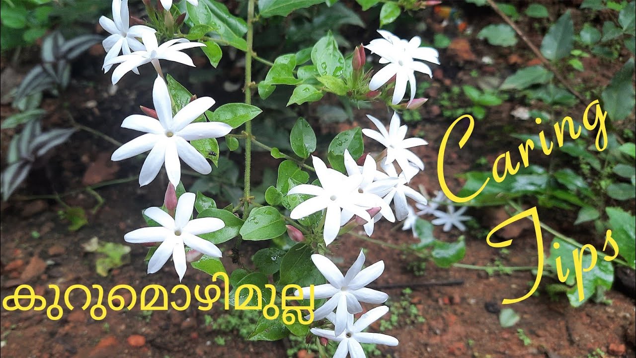 കുറുമൊഴിമുല്ല /Star Jasmine caring tips