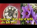 How to Grow Saffron From Bulbs | Saffron Bulbs | केसर उगाना