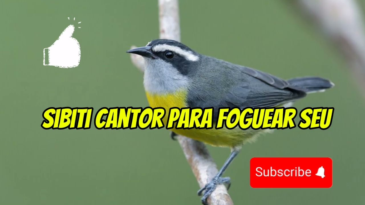 Sibiti Cantor Pra Foguear e Levantar Seu Passarinho!