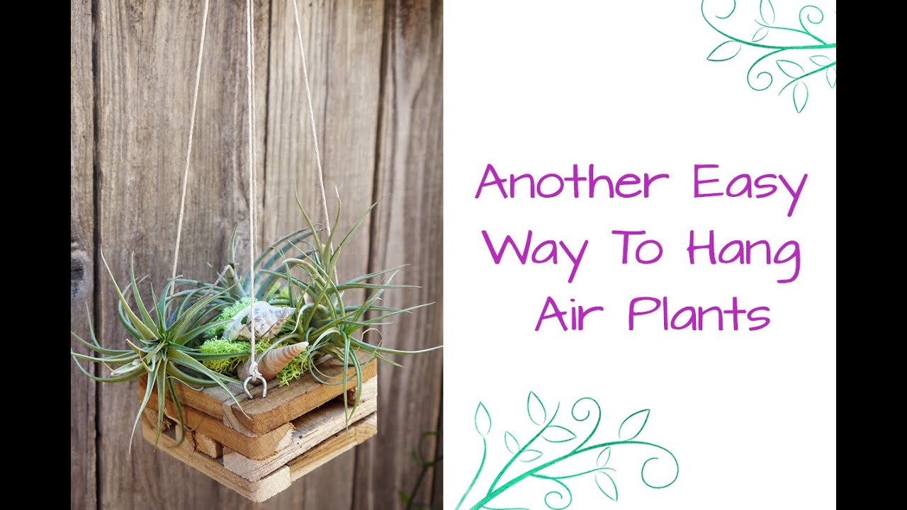 Another Easy Way To Hang Air Plants YouTube