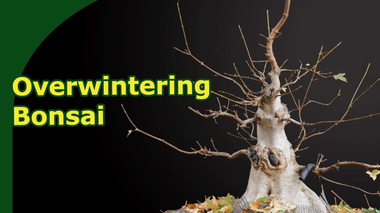 Подготовьте свой бонсай к зиме [успешно перезимуйте бонсай]