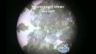 15 Second Science - Why doesn't the ocean freeze as quickly as fresh water?