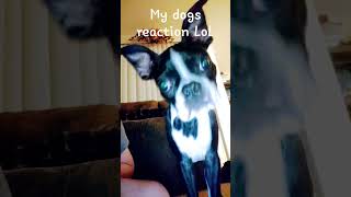 My dogs reaction to dog whining sound #funny #dogs #bostonterrier