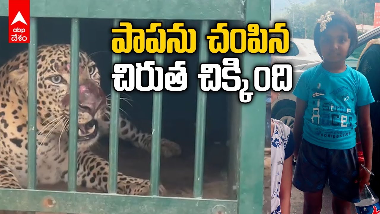 Tiger Attack on Girl in Tirumala | పాపను చంపిన చిరుత చిక్కింది... నడకమార్గంలో తొలగిన టెన్షన్| ABP