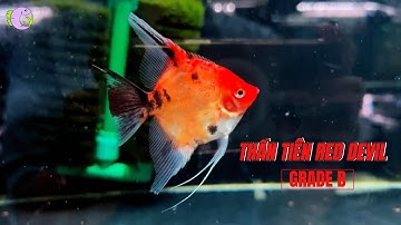 THẦN TIÊN RED DEVIL GRADE B - THỦY SINH TÍM