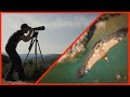 VAUTOURS FAUVES - Gorges du Verdon - Vidéo/photographie animalière