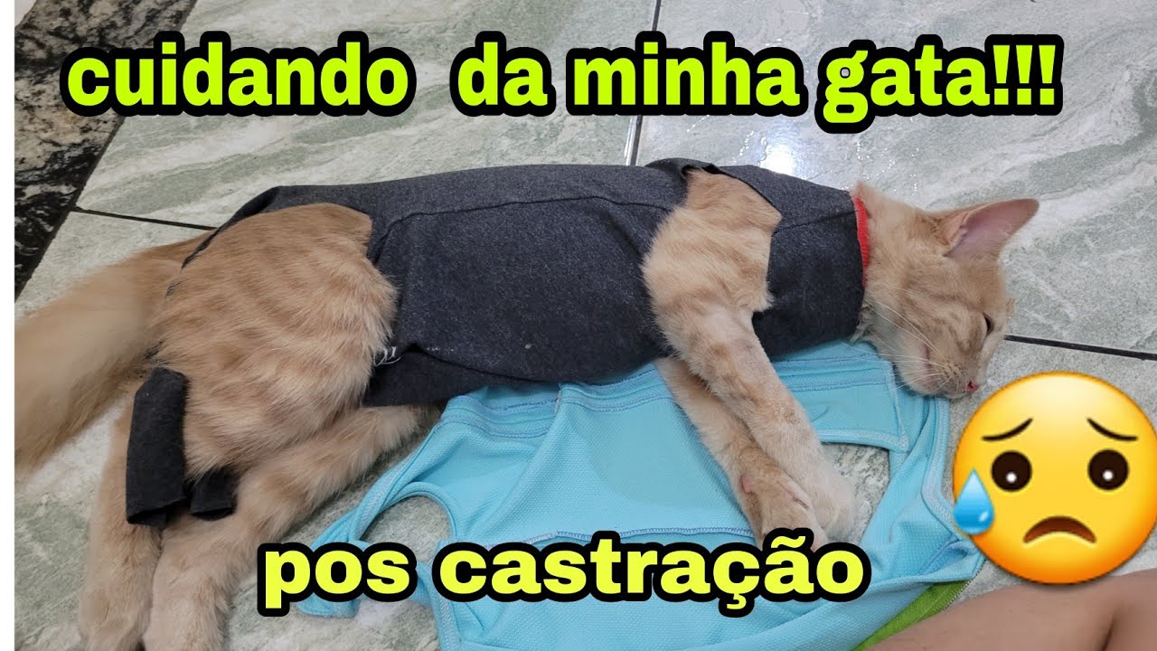 DIÁRIO DA  CASTRAÇÃO  da minha gata * me entregaram ela muito debilitada 😭*