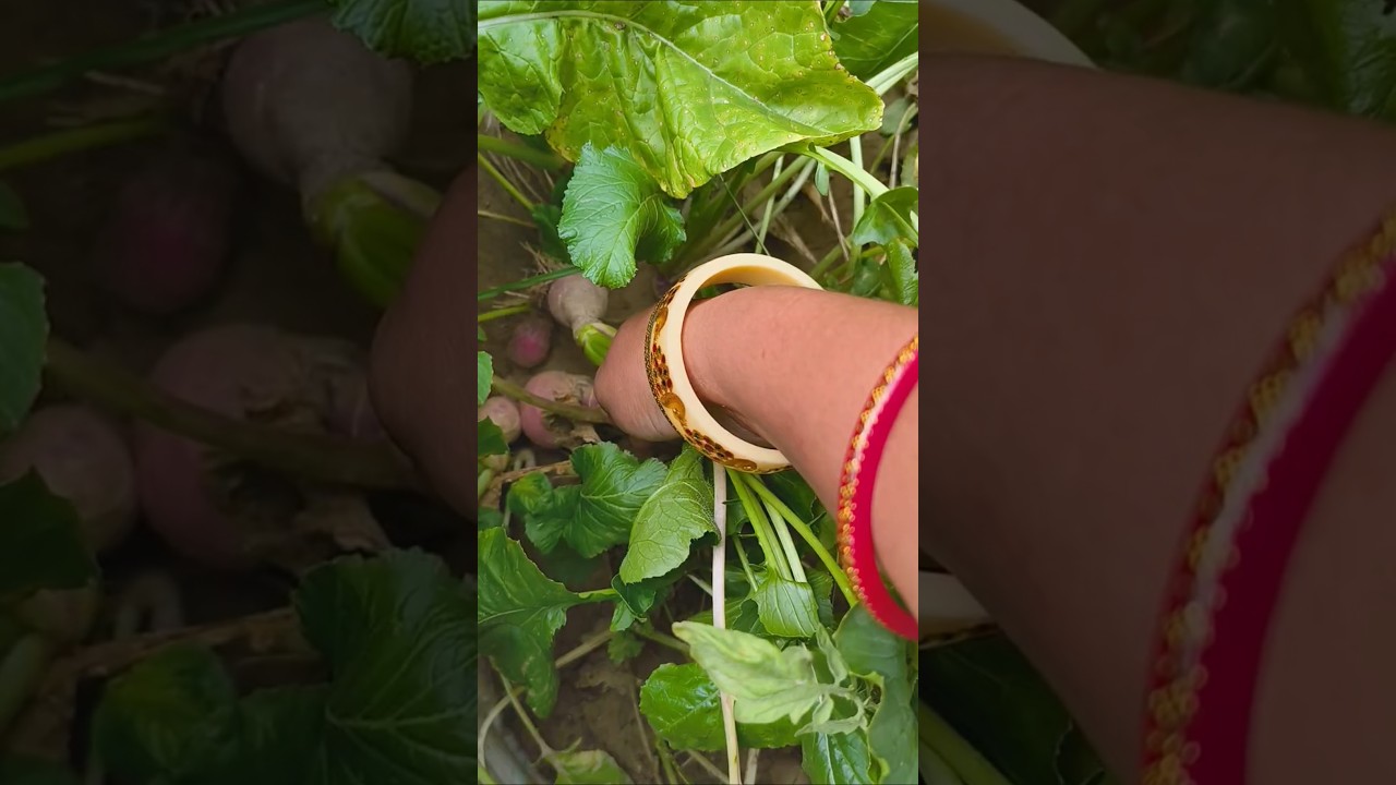 मेरे घर सब लोग आके यह कहते हैं #plants #home #gardening #ytshort