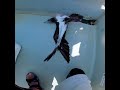 釣海鳥的時候慌得1匹 #路亞 #fishing #安東萬