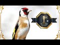 12h GOLDFINCH SONG (2nd Place)