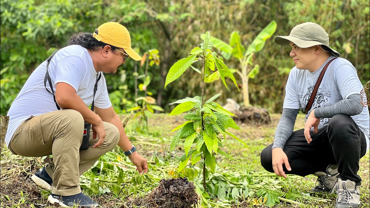 Government failure sa Cacao, farmers, pinagpuputol mga tanim. Ngayon may buyer walang mabili?