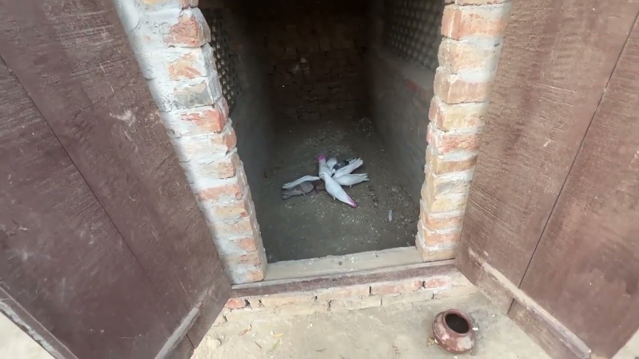 ਦੋਖੇ ਫਿਰ ਅੱਜ 14-15 ਕਬੂਤਰ ਉੱਡੇ 🕊️॥ ਵੁੱਡੇ ਨਾਲੇ ਛੁੱਟੇ ਸਾਰੇ ਹੀ ਉੱਡਾ ਤੇ 🕊️॥ ਦੋਖੇ ਵਿਡਿਉ 🙏🏻