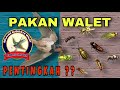 Fungsi Pakan Bagi Burung Walet | Extra Feeding For Swiftlet #extrafeeding #pakanwalet #pakantambahan