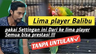 cara setingan lovebird balibu prestasi stabil durasi ngekek dan durasi kerja