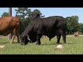 Brahman negro, Brahman Rojo  Casaray Ranch  Texas - Campo - Mundo del Campo
