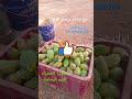 تبارك الله بين الخمسين والسبت الكرموس ناضج أو دير الثمن المغرب 1000subscriber الجزائر اكسبلور تبارك الله بين الخمسين والسبت الكرموس ناضج أو دير الثمن المغرب 1000subscriber الجزائر اكسبلور