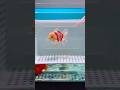 Unique Red & White Oranda | Cá vàng Oranda trắng đỏ với đầu cam nổi bật #aquarium #fishtank