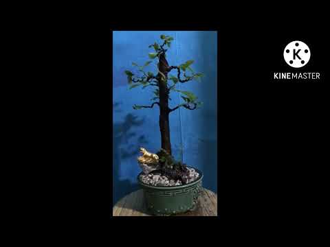 Video Thay chậu cho tác phẩm nhất trụ kình thiên - youtube