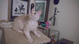 Sphynx Maine Coon Cross-Breed by naval003 44,812 views 5 years ago 32 seconds