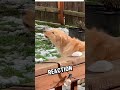 Caught Him Mimicking a Fire Truck! 🐶🚨 #goldenretreivers