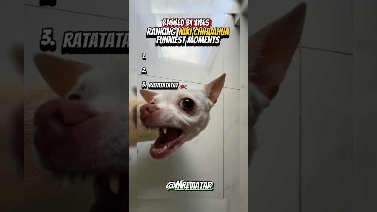 Top 3 Niki Chihuahua Funniest Moments (angry Niki as always) ?? #mreviatar #niki #shorts