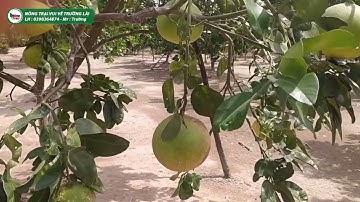 Bưởi Ruby không nên để quả quá sớm!!