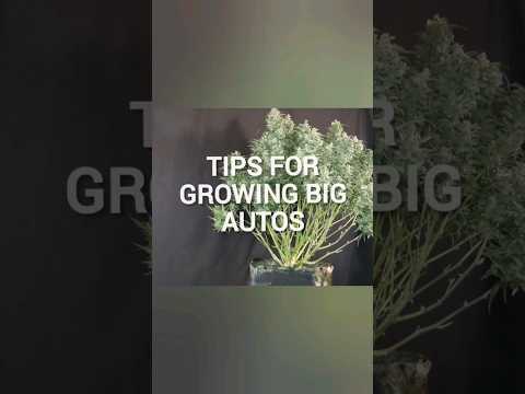 3 Secrets For Growing HUGE Autoflowering Cannabis Plants!