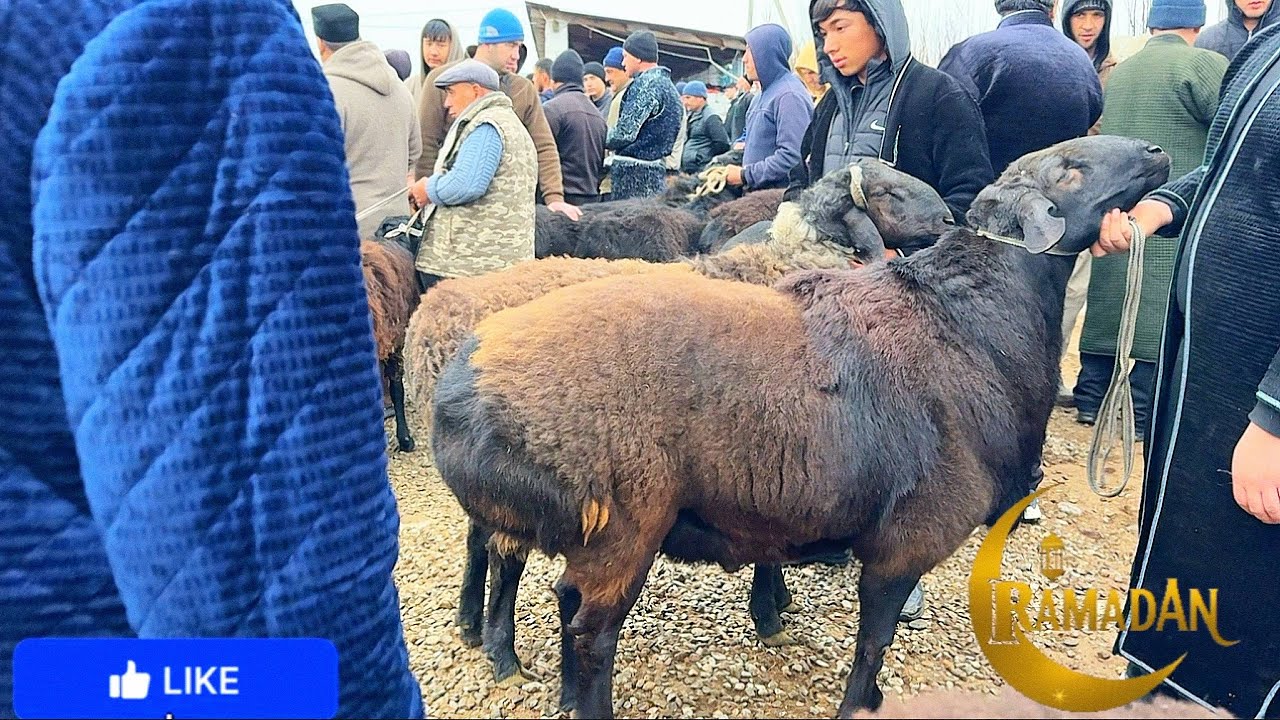 ҚЎЧҚОРИМНИ БОЗОРДА СОТДИМ