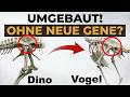 Wie Dino-Wirbel zu Vogel-Wirbeln wurden