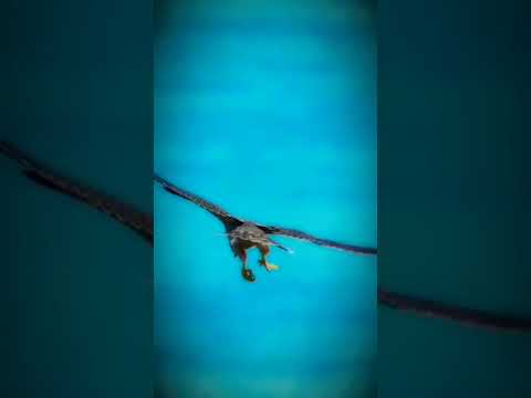 صقر صقر Tiktok