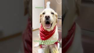 熊本ン アスパラば食べてみなっせ~舞うごッ旨かけん✨