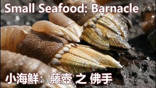 小海鲜：藤壶之佛手Small Seafood: Barnacle